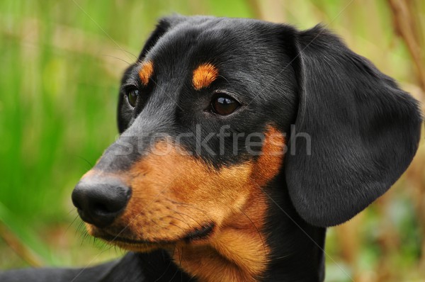 Dackel schönen Ansicht wenig schwarz Hund Stock foto © ondrej83