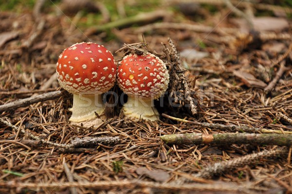 Stock photo: Amanita muscaria