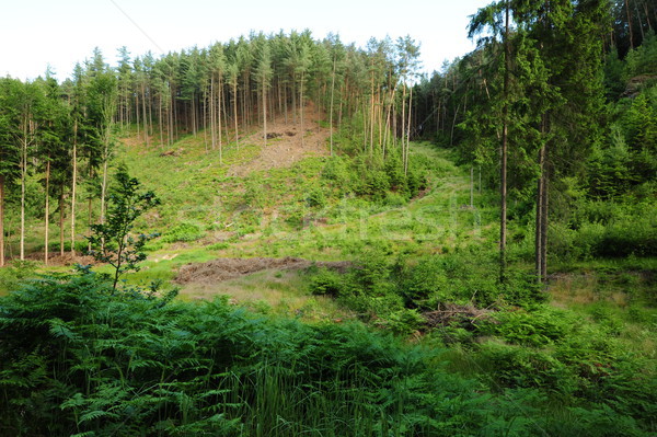 Sommer Landschaft Wiesen Felsen Himmel Baum Stock foto © ondrej83