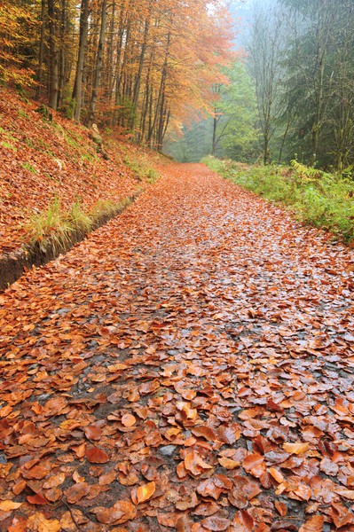 Autumn road with leaves Stock photo © ondrej83