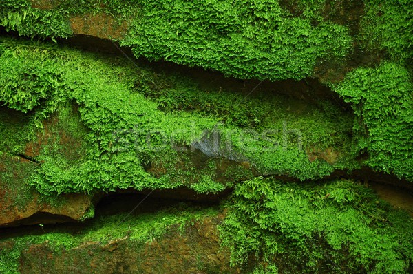 Stock photo: Mossy stones