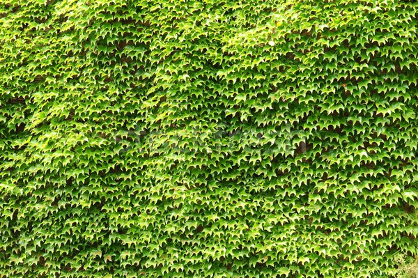 Verde iederă perete acoperit frumos primăvară Imagine de stoc © ondrej83