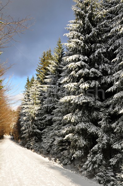 Hiver paysage givré sombre ciel route [[stock_photo]] © ondrej83