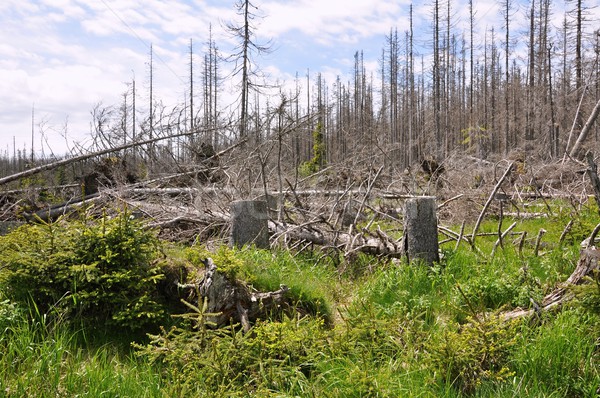 Forest destroyed by bark beetle Stock photo © ondrej83