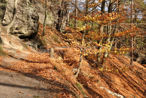 Rocks in Czech Switzerland Stock photo © ondrej83