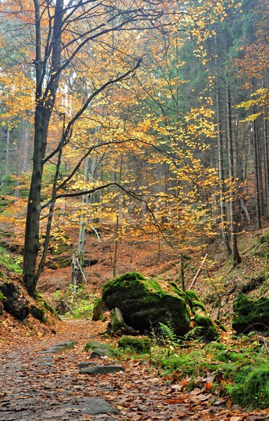 Automne forêt coloré relevant laisse façon [[stock_photo]] © ondrej83