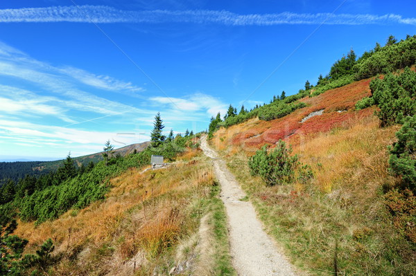 Automne coloré paysage chemin arbres ciel [[stock_photo]] © ondrej83