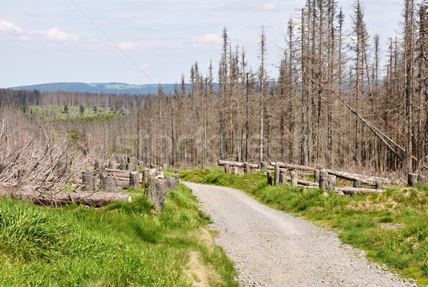 Forêt détruit écorce ponderosa endommagé environnement Photo stock © ondrej83