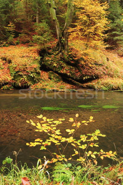 Stockfoto: Najaar · kleuren · rivier · gekleurd · bomen · bladeren