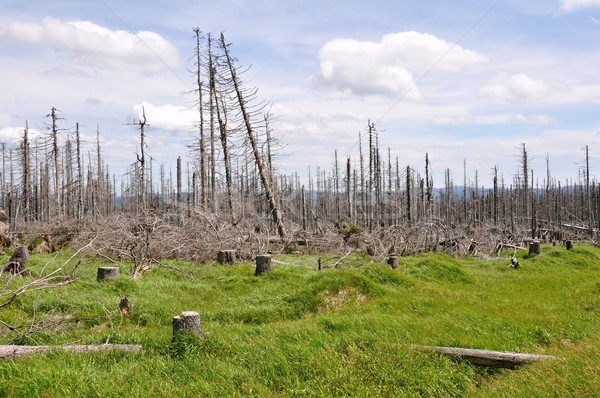 Forest destroyed by bark beetle Stock photo © ondrej83