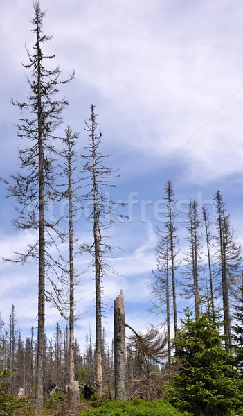 Floresta destruído casca besouro ambiente Foto stock © ondrej83
