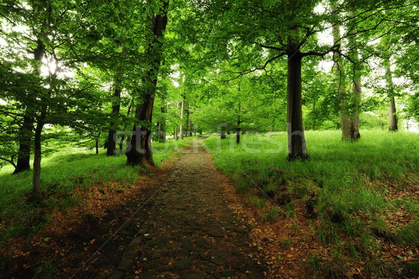 Bos pad gras vers voorjaar natuur Stockfoto © ondrej83