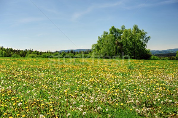 Vert printemps paysage belle fraîches champs Photo stock © ondrej83