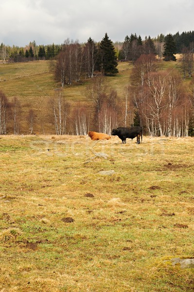 Printemps paysage prairie arbres collines ciel [[stock_photo]] © ondrej83