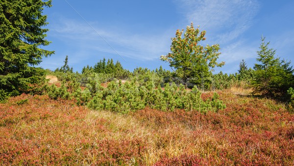 Ver paisagem belo colorido outono plantas Foto stock © ondrej83