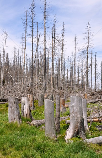 Forest destroyed by bark beetle Stock photo © ondrej83