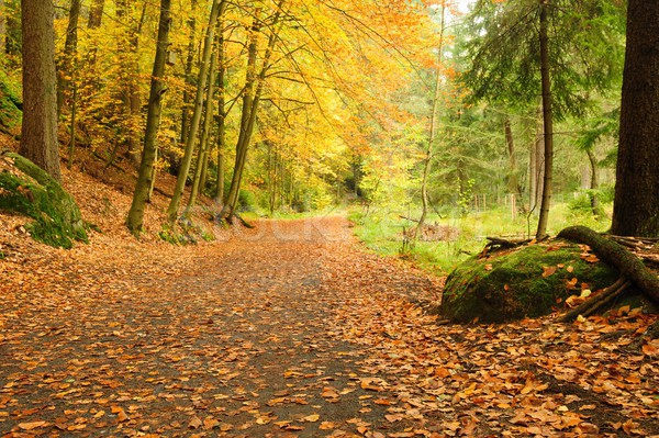 Herbst Straße Blätter führend nebligen Wald Stock foto © ondrej83