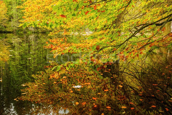 Coloré automne lac arbre faible [[stock_photo]] © ondrej83