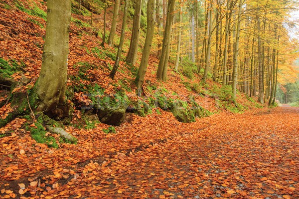 Stock photo: Autumn road with leaves