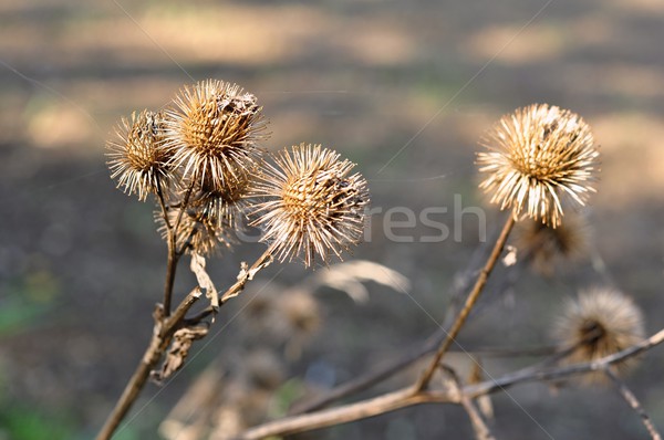 Sécher automne après-midi soleil floue jardin [[stock_photo]] © ondrej83