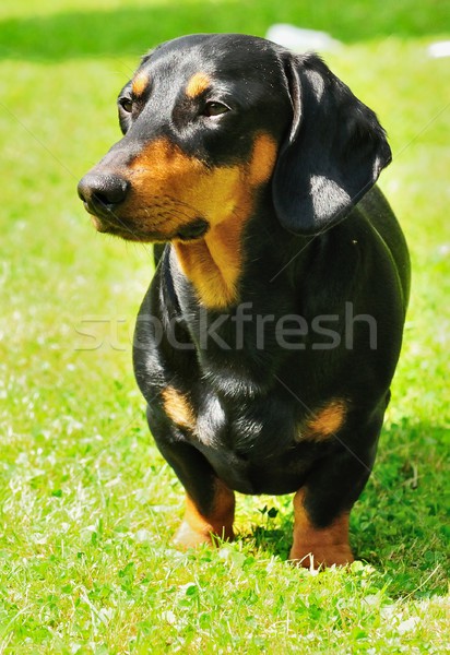 Dachshund hermosa vista pequeño negro perro Foto stock © ondrej83