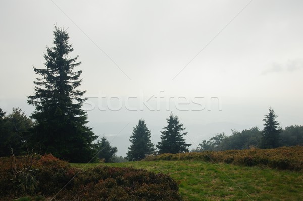 Misty foresta misterioso verde vecchio nebbia Foto d'archivio © ondrej83