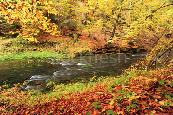 Herbst Farben Fluss Bäume Blätter Stock foto © ondrej83
