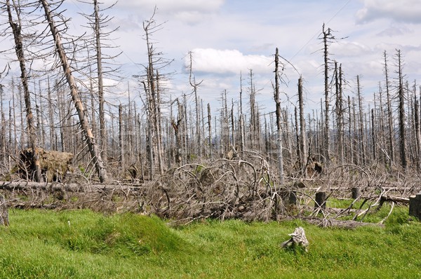 Forest destroyed by bark beetle Stock photo © ondrej83