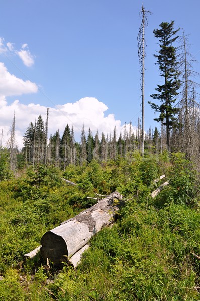 лес разрушенный Кора жук среде Сток-фото © ondrej83