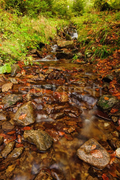 ősz patak kövek kövek zöld páfrányok Stock fotó © ondrej83