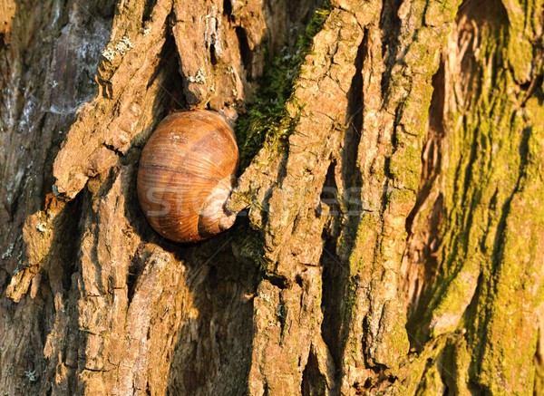 Sleeping snail on tree bark Stock photo © ondrej83