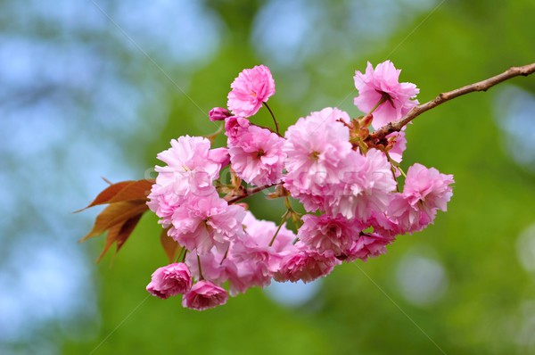 Cerisiers en fleurs belle rose floue vert fleur [[stock_photo]] © ondrej83
