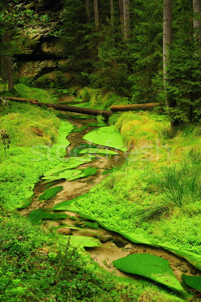 Peu rivière faible belle vert vallée Photo stock © ondrej83