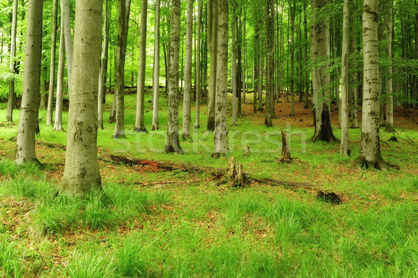 Wald Weg Gras frischen Frühling Natur Stock foto © ondrej83