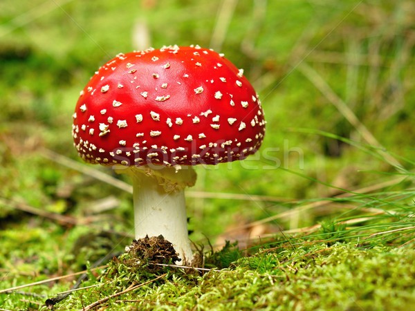 Belle champignons alimentaire herbe soleil nature Photo stock © ondrej83