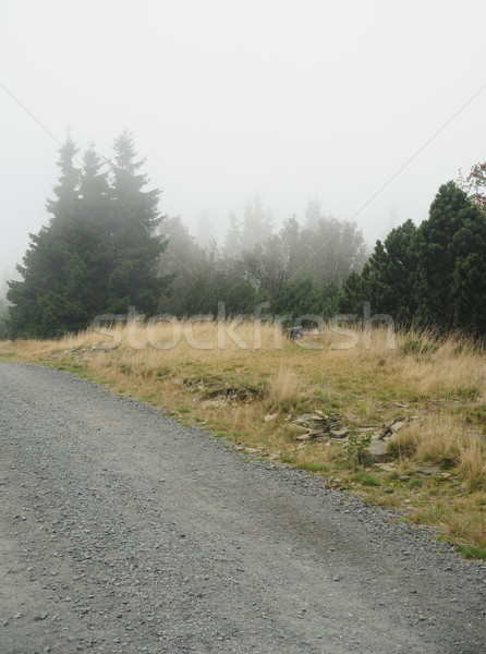 霧の パス 道路 神秘的な 緑 森林 ストックフォト © ondrej83