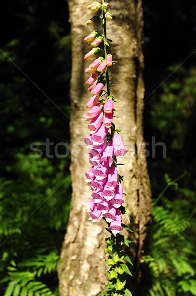 Foxglove in the background with a tree Stock photo © ondrej83