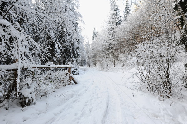 Stock photo: Winter landscape of Bohemian Switzerland