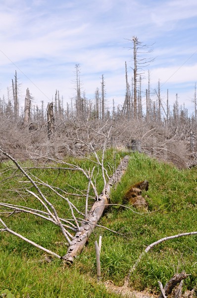 Forest destroyed by bark beetle Stock photo © ondrej83