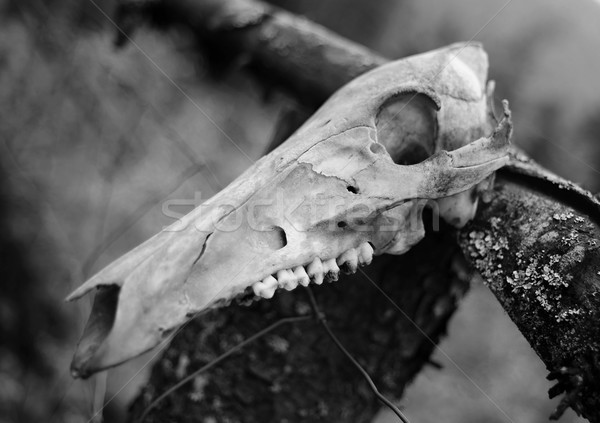 Animal skull - black - white Stock photo © ondrej83