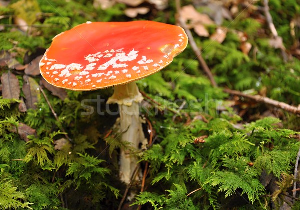 Amanita muscaria Stock photo © ondrej83
