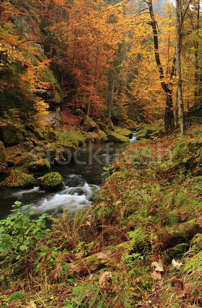 Automne couleurs rivière arbres laisse Photo stock © ondrej83