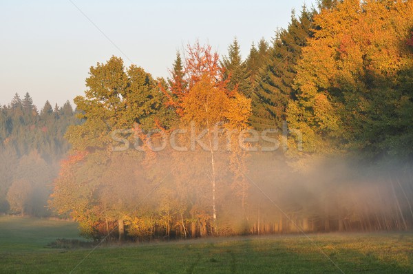 Automne brouillard très tôt brouillard bois [[stock_photo]] © ondrej83