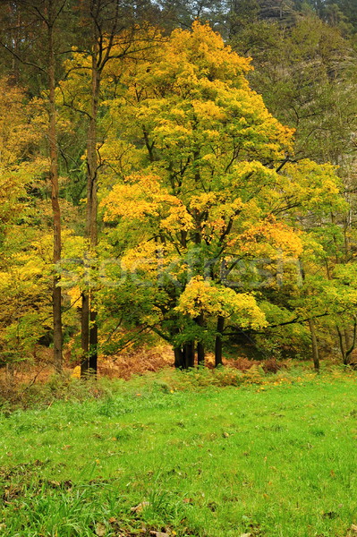 Jesienią lasu przeciwmgielne piękna kolor rano Zdjęcia stock © ondrej83