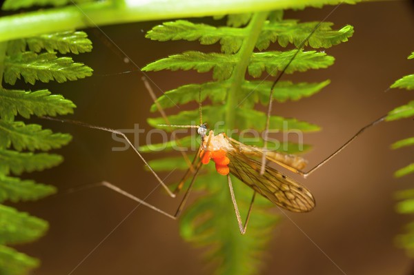 Insects in the woods at the bracken Stock photo © ondrej83