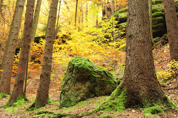 Automne forêt laisse belle couleur feuillage Photo stock © ondrej83