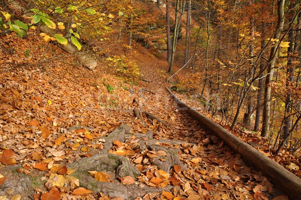 Automne forêt coloré relevant laisse façon [[stock_photo]] © ondrej83