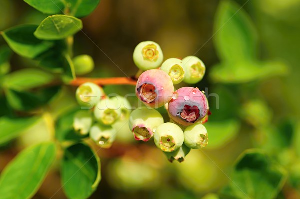 Heidelbeeren dew wenig grünen Heidelbeere Büsche Stock foto © ondrej83