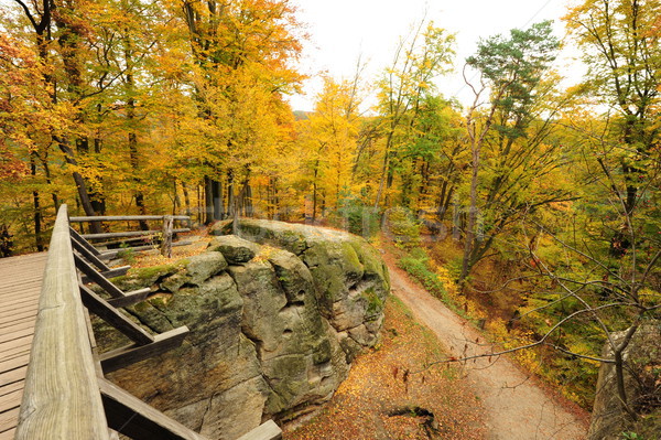 [[stock_photo]]: Automne · route · laisse · misty · forêt