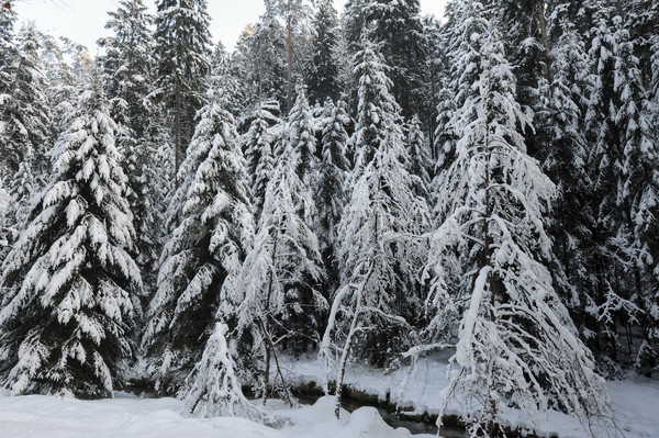 Kış manzara bohem İsviçre kar Çek Stok fotoğraf © ondrej83